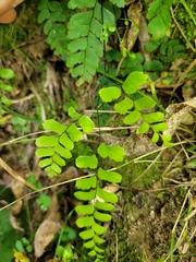 Adiantum cunninghamii