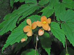 Begonia sutherlandii