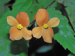 Begonia sutherlandii