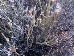 Kleinia longiflora