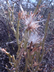 Kleinia longiflora