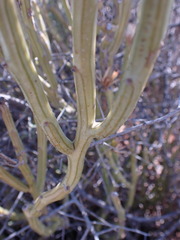 Kleinia longiflora