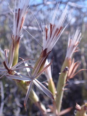 Kleinia longiflora