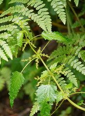 Urtica incisa