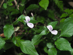 Hypoestes triflora