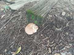 Fomitopsis betulina