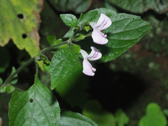 Hypoestes triflora