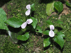 Hypoestes triflora