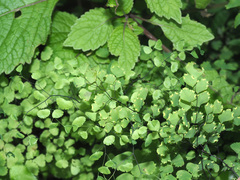 Adiantum poiretii