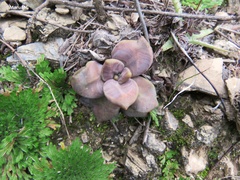 Echeveria xichuensis