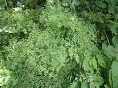 Adiantum poiretii