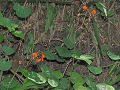 Hylodesmum repandum