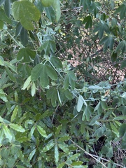 Passiflora subpeltata