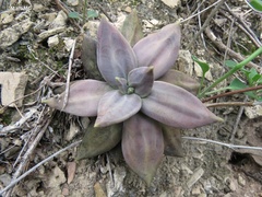 Echeveria xichuensis