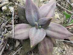 Echeveria xichuensis