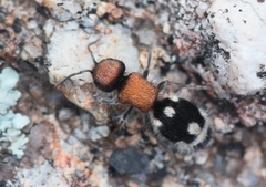 Ronisia brutia