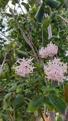 Dais cotinifolia