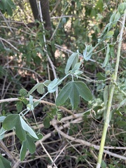 Passiflora subpeltata
