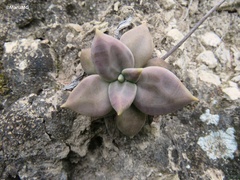 Echeveria xichuensis