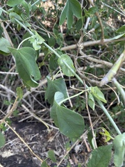 Passiflora subpeltata