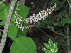 Plectranthus