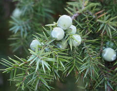 Juniperus macrocarpa