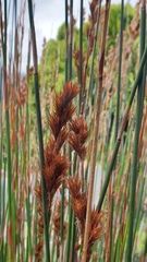 Thamnochortus insignis