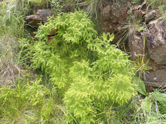 Sticherus umbraculifer