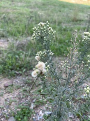Asteraceae