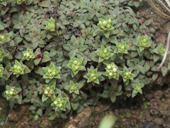 Crassula setulosa