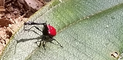 Trachelophorus giraffa