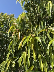 Ficus binnendykii