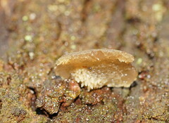 Pseudohydnum tasmanicum