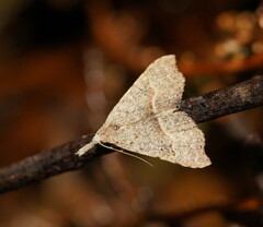 Trigonistis asthenopa