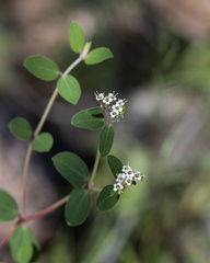 Euphorbia tomentulosa