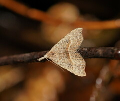 Trigonistis asthenopa