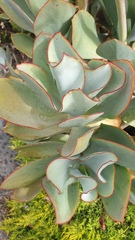 Cotyledon orbiculata