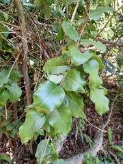 Cryptocarya alba