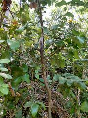 Cryptocarya alba