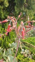 Cotyledon orbiculata