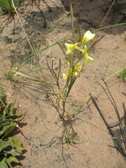 Moraea cooperi