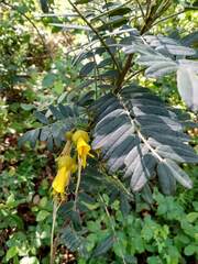 Sophora macrocarpa
