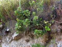 Laurophyllus capensis