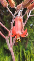Cotyledon orbiculata