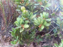 Laurophyllus capensis