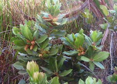 Laurophyllus capensis