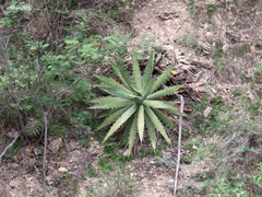 Agave xylonacantha