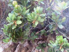 Laurophyllus capensis