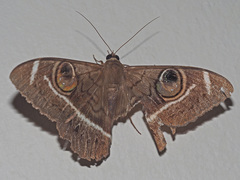 Cyligramma latona