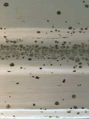 Stachybotryaceae